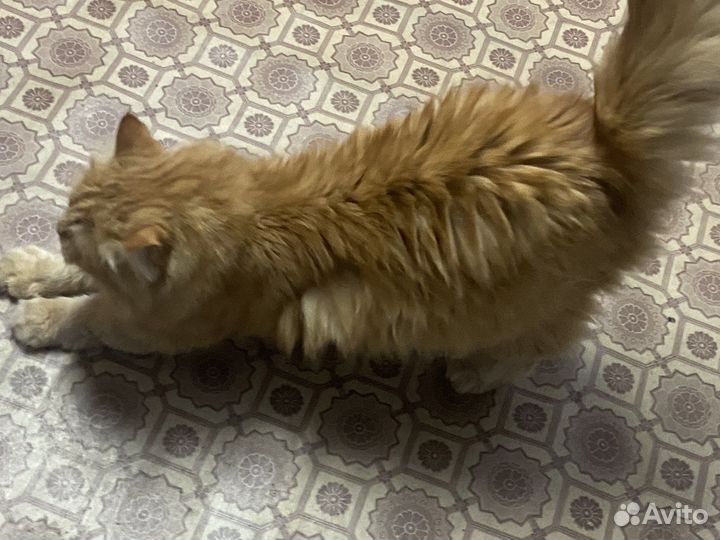 Отдам кота в добрые руки