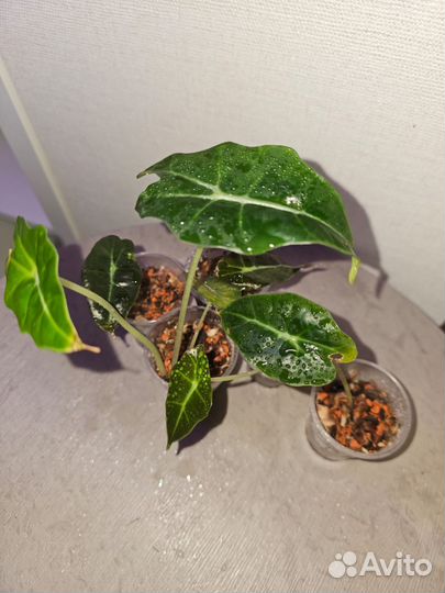 Алоказия Полли