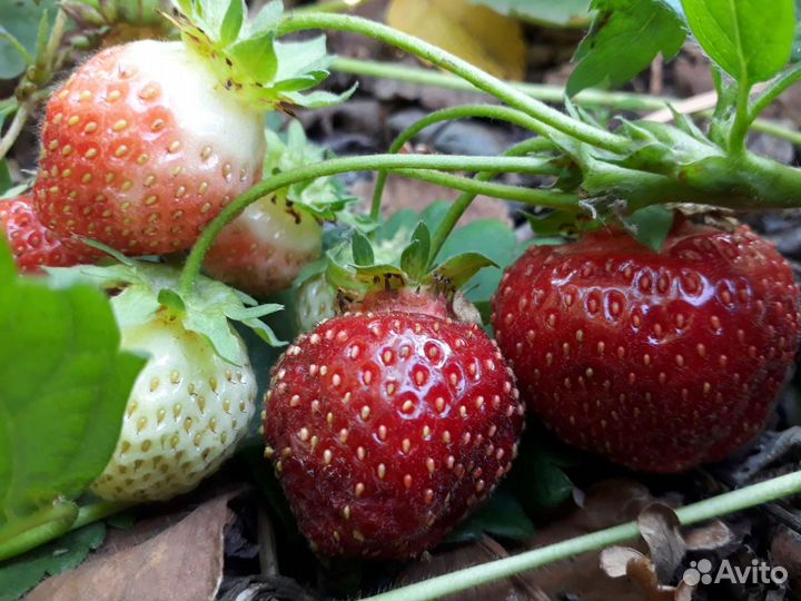 Лучшие сорта клубники оптом и в розницу