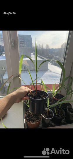 Пальма вашинктония