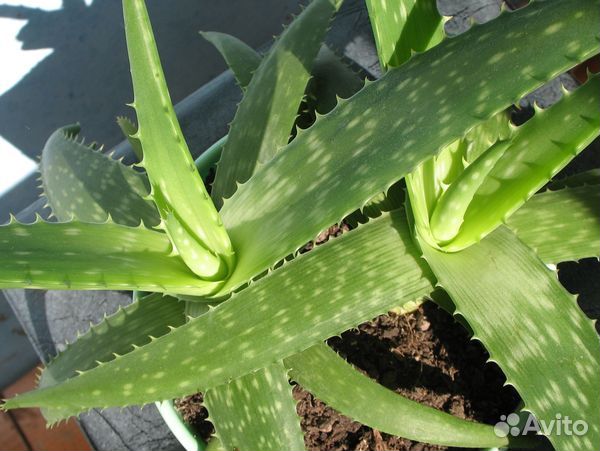 Продам алоэ