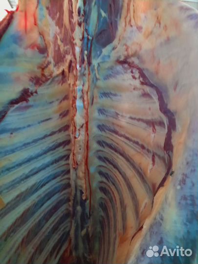 Тёлочка на мясо