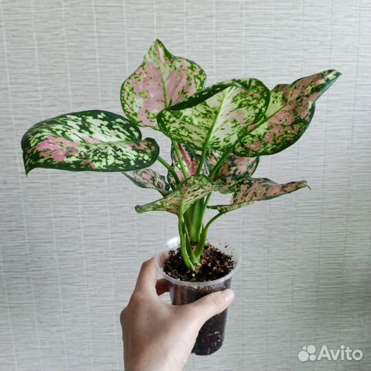 Аглаонема анимани триколор