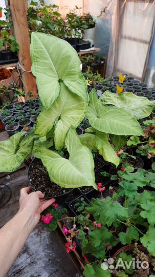 Сингониум сортовой