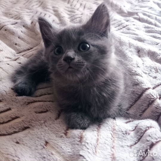 Котята в добрые руки даром