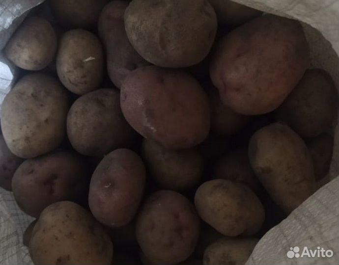 Картофель