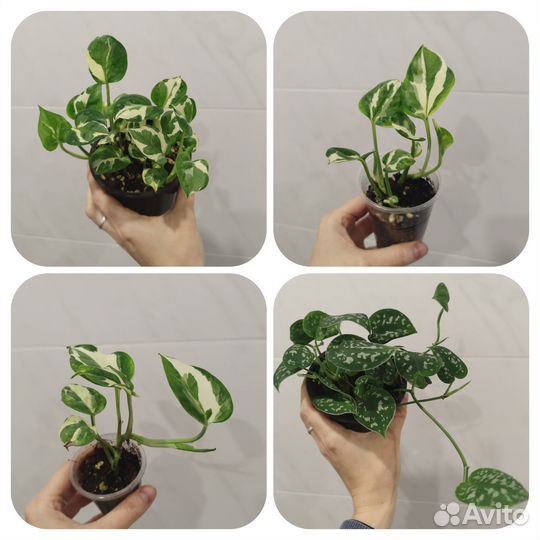 Сциндапсусы, монстеры