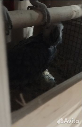 Попугаи пара