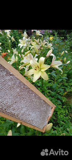 Мед в сотах 2023, прополис, воск