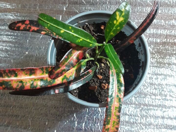 Кротон Батик