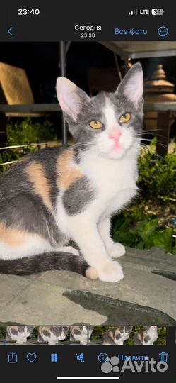 Котята