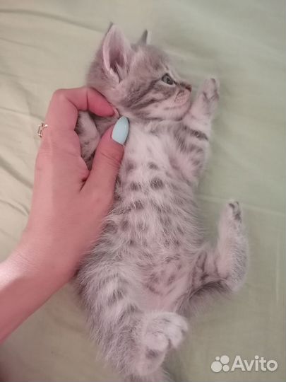 Котенок
