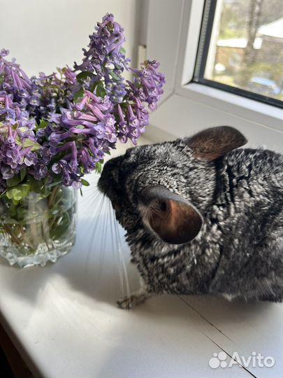 Шиншила в добрые руки