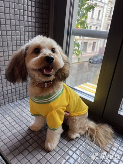 Мальчик мальтипу на вязку