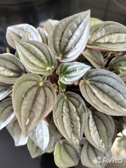 Пиперомия, фиалка