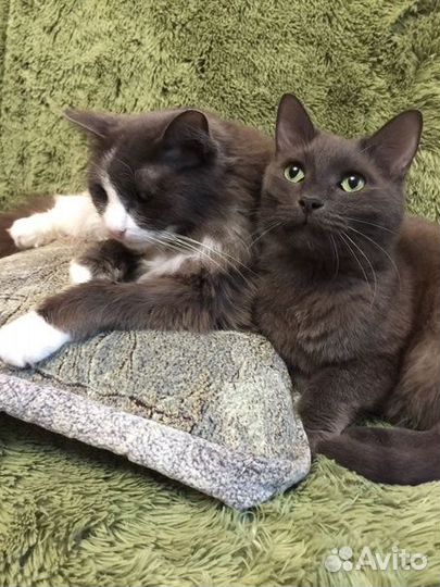 Ищем добрые руки