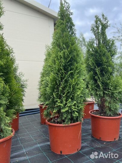 Туя западная Смарагд