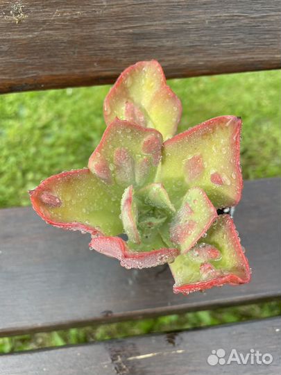 Суккуленты