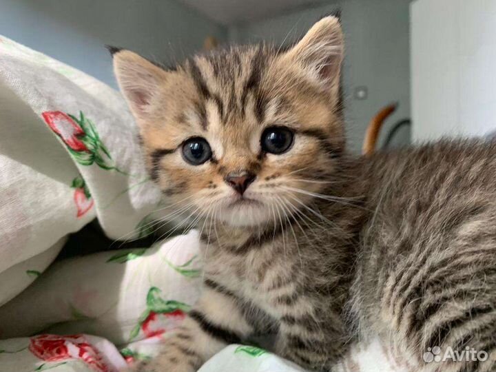 Шотландские