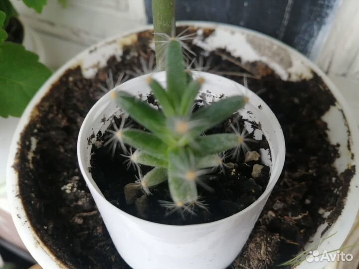 Триходиадема, редкое суккулентное растение