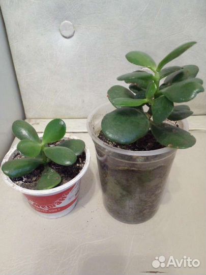 Толстянка Хлорофитум Хавортия Сансевьерия Алоэ