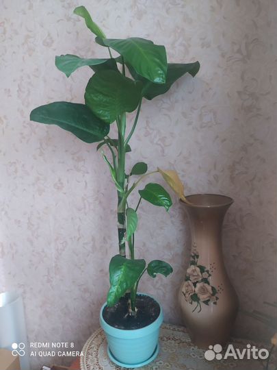 Диффенбахия