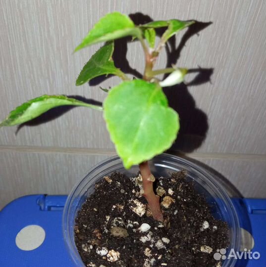 Лудизия, бальзамин, гинура, фикус пумила, каллизии