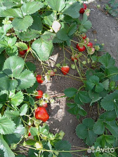 Саженцы клубники