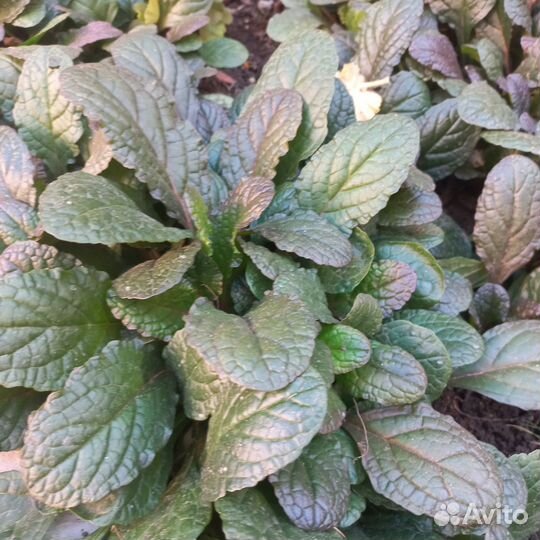 Растение живучка