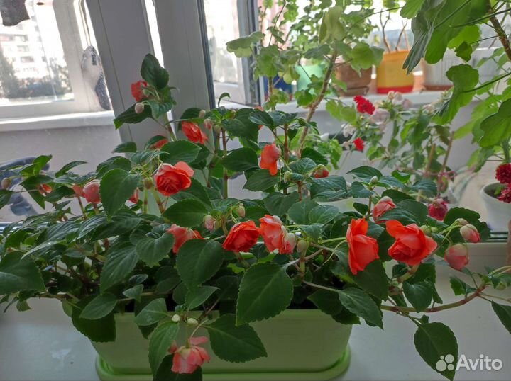 Бальзамин махровый