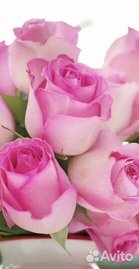 101 Роза Цветы Букеты 25 51 151 201 Розы Доставка