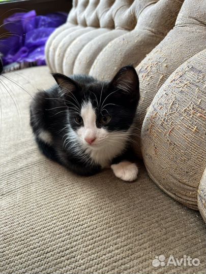 Котята в добрые руки бесплатно