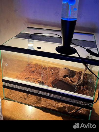 Змея маисовый полоз с террариумом