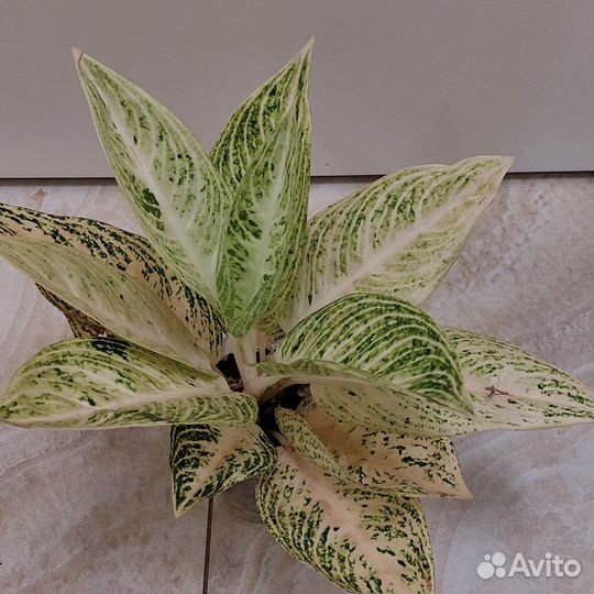 Аглаонемы тайские