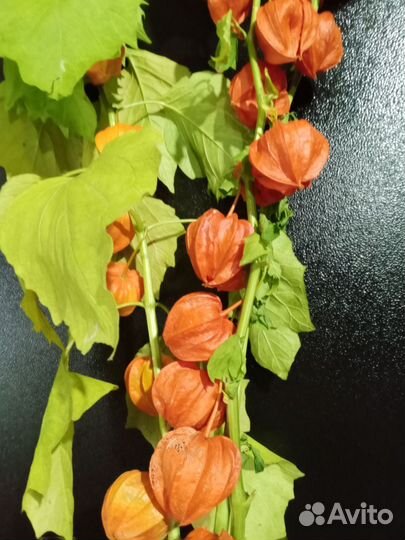 Физалис китайские фонарики