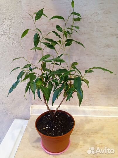 Фикусы мокшам, Даниэль, бафт, декабрист белый