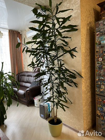 Растение Драцена 2,5 м для офиса и дома