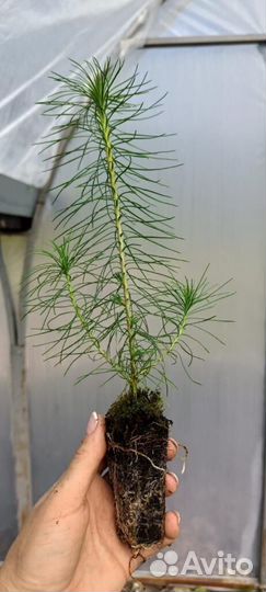 Сеянцы сосны зкс оптом