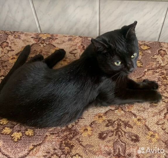 Кот в добрые руки