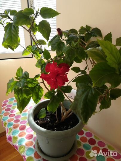 Гибискус китайская роза
