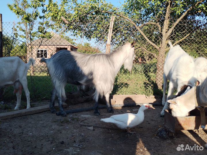 Продаются козы