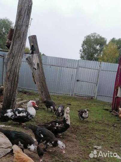 Домашняя птица