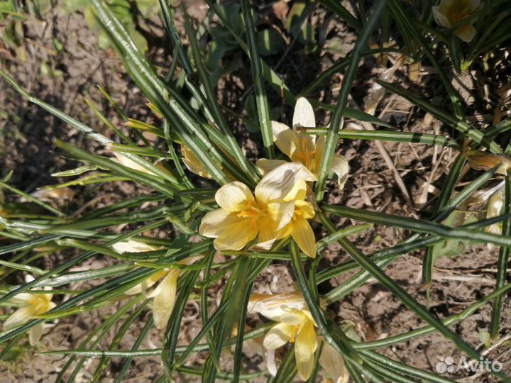 Цветы Крокусы Мускари