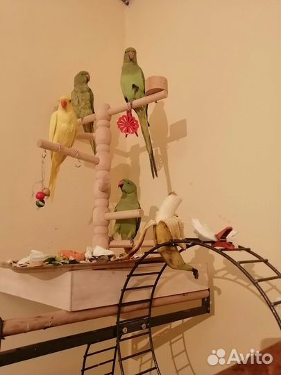 Ожереловый попугай