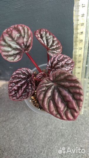 Сингониум розовый Неон Пеперомия Цикас