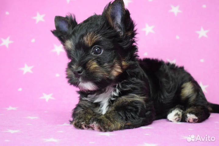 Цветной йорк