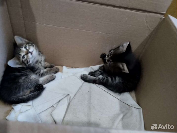 Котята в добрые руки бесплатно