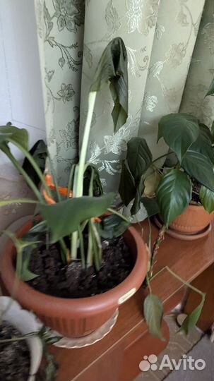 Комнатные цветы