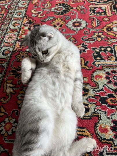Шотландская вислоухая кот бесплатно