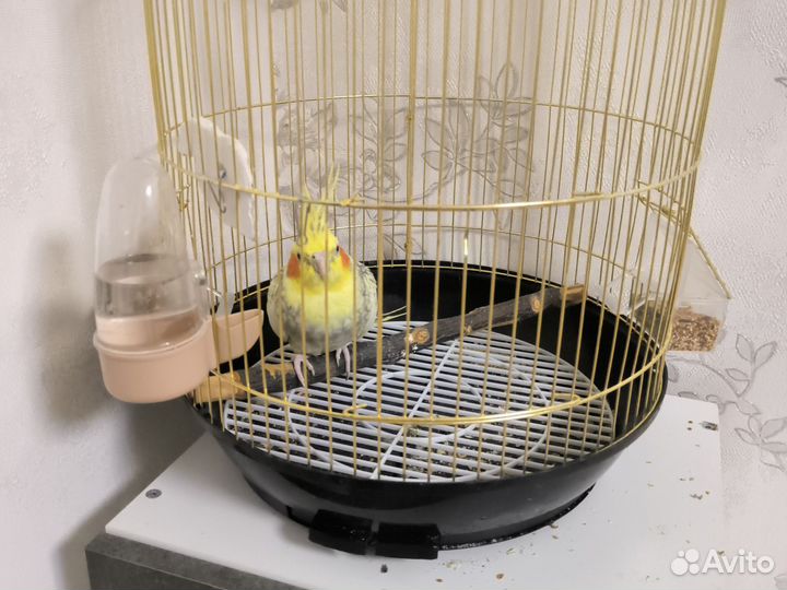 Продам попугая(Карелла)с клеткой